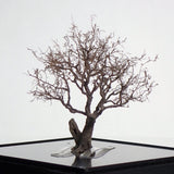 Completed tree model "Old tree approx. 8cm" : Art Stage K - Modeling work - Non-Scale
