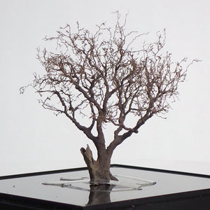 完成的树模型“老树约 8 厘米”：艺术阶段 K - 建模工作 - 非比例