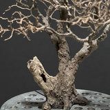Completed tree model "Old tree approx. 8cm" : Art Stage K - Modeling work - Non-Scale