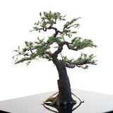 Modelo de árbol completo "Pino de jardín de aprox. 7 cm con un hueco de árbol" : Art Stage K - Trabajo de modelado - Sin escala