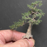 Modelo de árbol completo "Pino de jardín de aprox. 7 cm con un hueco de árbol" : Art Stage K - Trabajo de modelado - Sin escala