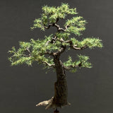 完成的树模型“花园松树约 7 厘米，带有树洞”：艺术阶段 K - 建模工作 - 非比例