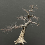 完成的树模型“花园松树约 7 厘米，带有树洞”：艺术阶段 K - 建模工作 - 非比例