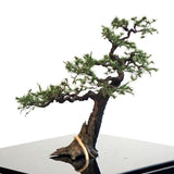 Completed tree model "Pine of garden approx. 7cm with a tree hollow" : Art Stage K - Modeling work - Non-Scale