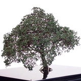 完成的树模型“带有树洞的遗产树约 12 厘米”：艺术阶段 K - 建模工作 - 非比例