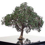 完成的树模型“带有树洞的遗产树约 12 厘米”：艺术阶段 K - 建模工作 - 非比例