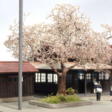Kamikanbai Station in spring : Modelling 375 diorama work 1:80scale 375-01